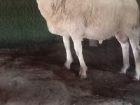 قوچ, گوسفند — عکس 2