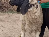 قوچ, گوسفند — عکس 3