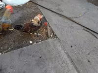 Chickens — फ़ोटो 2