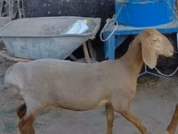 Domba betina, Arashan sheep — foto 3
