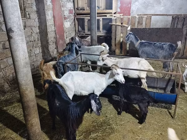 بز (گروه، جنسیت مشخص نشده), بز