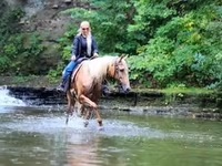 اسب نر, Palomino — عکس 7