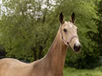 Faras dhaddig, Akhal-Teke — sawirka 4
