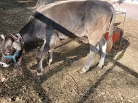 Lembu jantan, Swiss cattle — foto 2
