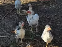 Silkie — foto 4