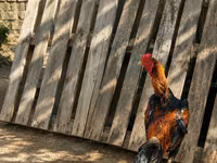 Plymouth Rock — sawirka 1