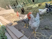 Australorp — foto 7
