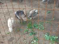 Geese — снимка 3