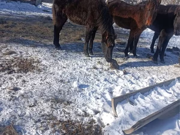 Koń, Yakutian horse