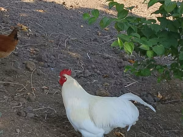 Chickens