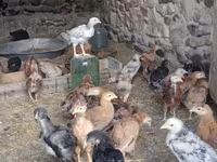 Chickens — foto 4