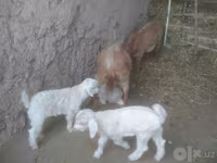 Koza, Alpine goat — foto 7