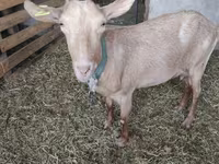 Keçi, Saanen goat — foto 2