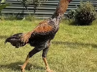 Chickens — عکس 1