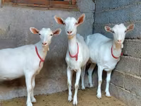 بز ماده, Saanen goat — عکس 2