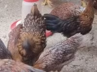 Chickens — photo 3