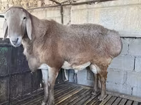 Vædder, Arashan sheep — foto 7