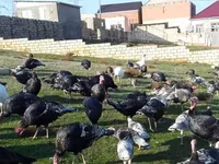Chickens — الصورة 5