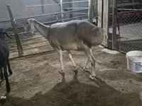 Овца, Afghan Arabi sheep — снимка 3