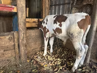 گاو نر, Simmental cattle — عکس 2