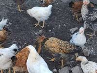 Chickens — รูปภาพ 6