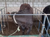 گاو و گوساله (گروه، جنسیت مشخص نشده), گاو — عکس 2