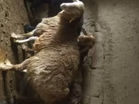 قوچ, Arashan sheep — عکس 2