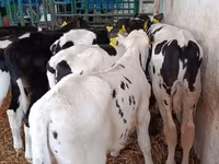 Toro, Razza Holstein — foto 7