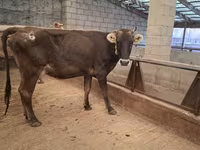 Lembu betina, Cattle — foto 2