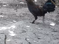 Chickens — 사진 1