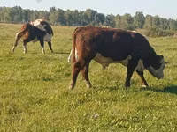 Taureau, Vache kazakhe à tête blanche — photo 5