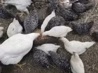 Chickens — foto 2