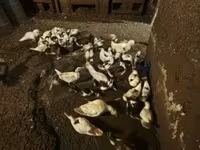 Ducks — Foto 1