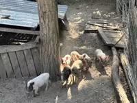 Eber, Вьетнамская вислобрюхая — Foto 2