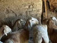 Schaf, Rhon sheep — Foto 6