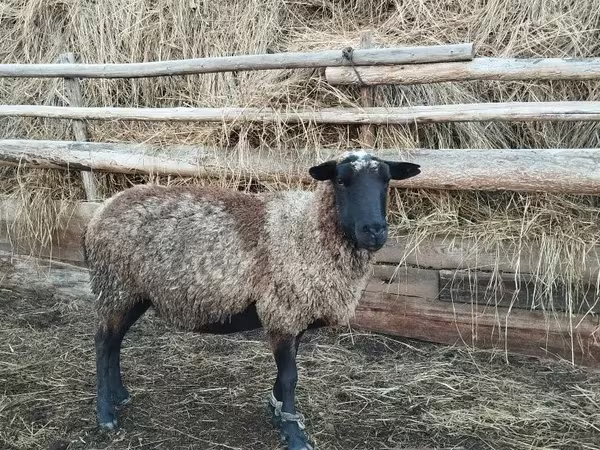 Montone, Romanov sheep