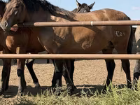 اسب نر, Mugalzhar horse — عکس 3