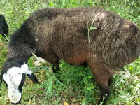 قوچ, Hissar sheep — عکس 4