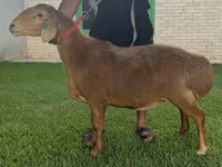 Kambing betina, Arashan sheep — foto 1