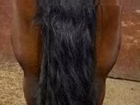 Mare, Horses — photo 2