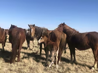 母马, Horse breed — 照片 2