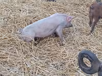 Boar, Pigs — photo 2