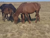 ม้าตัวเมีย, Horse breed — รูปภาพ 3