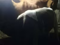 ወንድ በሬ, Simmental cattle — ፎቶ 1