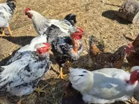 Съсекс — снимка 3