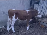 گاو ماده, Simmental cattle — عکس 2