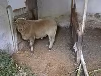 Vædder, Merino sheep — foto 4
