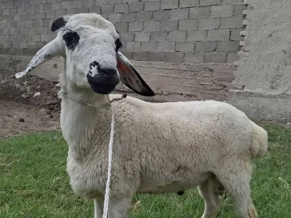 Koç, Blackheaded Persian sheep