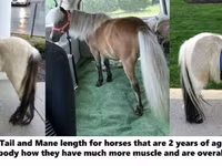 گھوڑا, Miniature horse — تصویر 4
