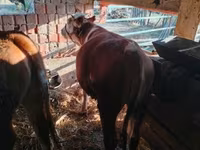 Bou, Simmental cattle — foto 6